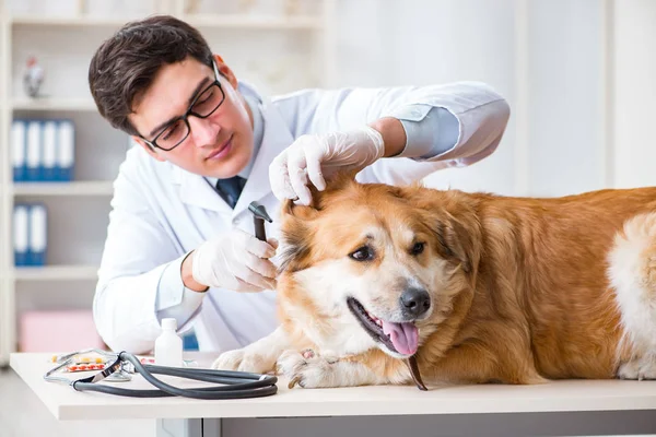 Lääkäri tutkii kultainen noutaja koira eläinklinikalla — kuvapankkivalokuva