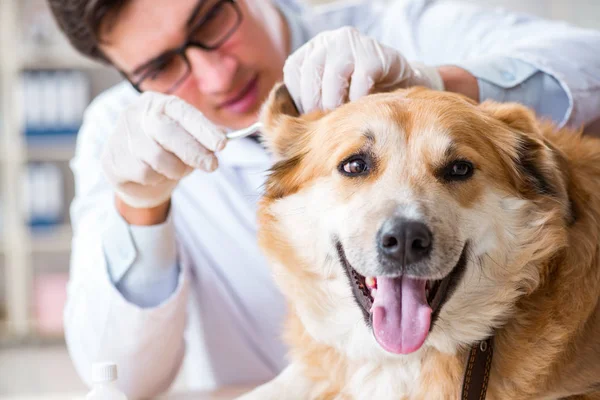 Doktor zkoumá zlatého retrívra psa na veterinární klinice — Stock fotografie