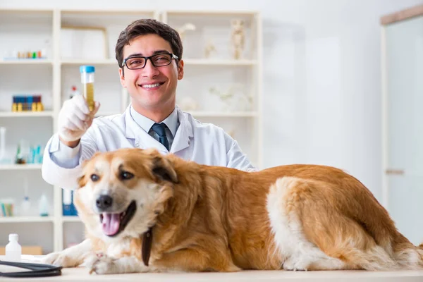 Médico examinando cão golden retriever na clínica veterinária — Fotografia de Stock