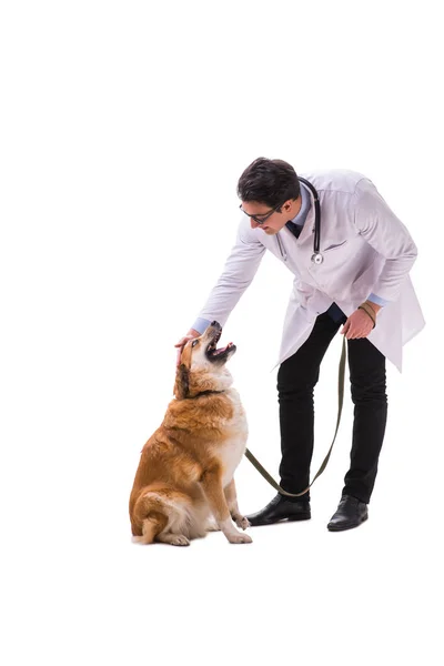 Γιατρός κτηνίατρος εξετάζει golden retriever σκύλου που απομονώνονται σε λευκό — Φωτογραφία Αρχείου