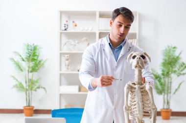 Doktor veteriner köpek iskeleti üzerinde çalışıyor.