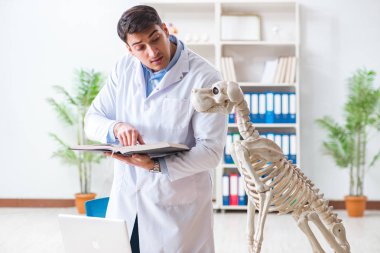 Doktor veteriner köpek iskeleti üzerinde çalışıyor.