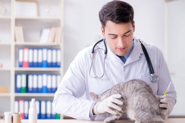 Veteriner hasta kediyi hastanede muayene ediyor.