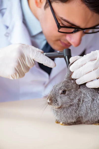 Vet doctor checking up rabbit in his clinic