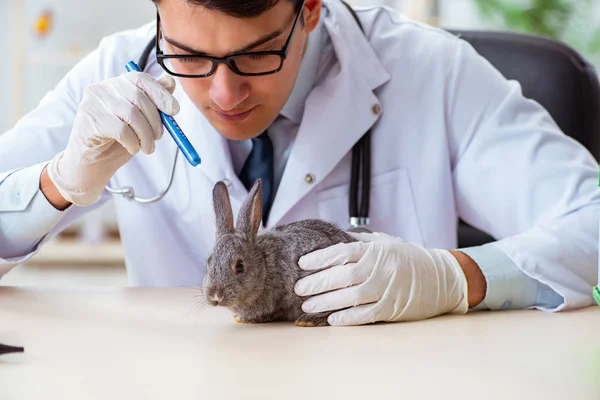 Vet doctor checking up rabbit in his clinic — Stock Photo, Image