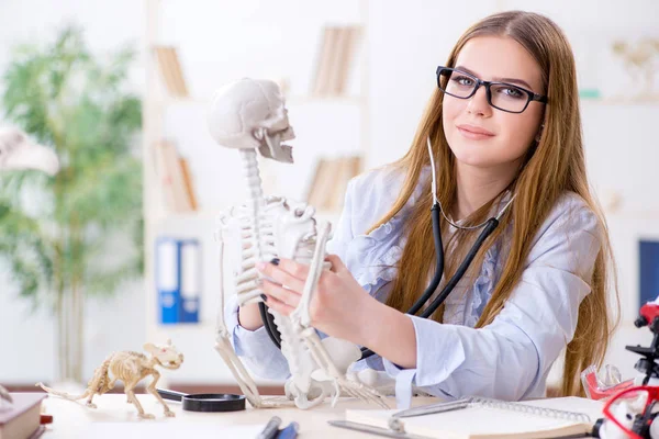 Estudiante sentado en el aula y estudiando esqueleto — Foto de Stock