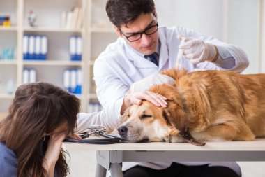 Doktor ve asistan veterinerdeki golden retriever köpeğini kontrol ediyor.