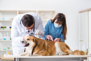 Doktor ve asistan veterinerdeki golden retriever köpeğini kontrol ediyor.