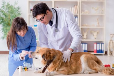Doktor ve asistan veterinerdeki golden retriever köpeğini kontrol ediyor.