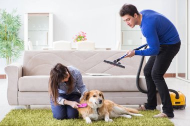 Koca köpek kürkünden evi temizliyor.