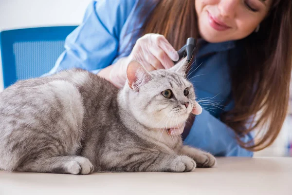 Chat en cours d'examen en clinique vétérinaire — Photo