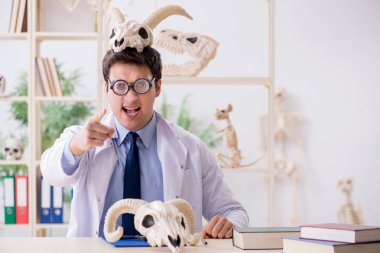 Komik çılgın profesör hayvan iskeletlerini inceliyor.