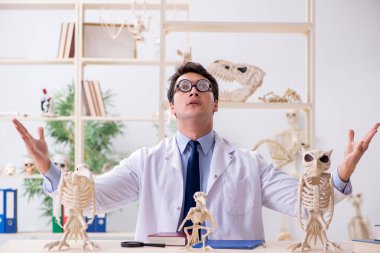 Komik çılgın profesör hayvan iskeletlerini inceliyor.