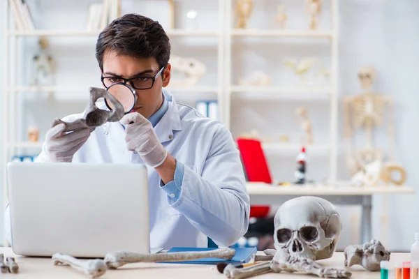 Emberi csontvázat tanulmányozó professzor a laborban — Stock Fotó