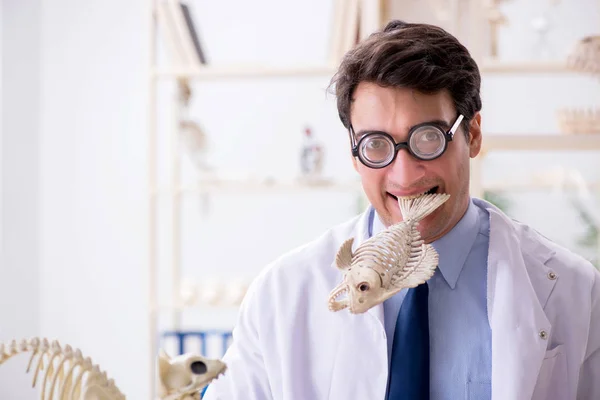 Zabawny szalony profesor badający szkielety zwierząt — Zdjęcie stockowe
