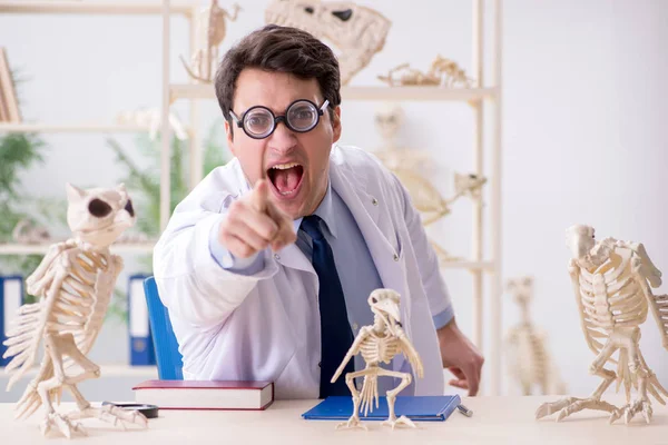 Grappige gekke professor die dierenskeletten bestudeert — Stockfoto