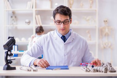 Profesör laboratuvarda insan iskeletini inceliyor.