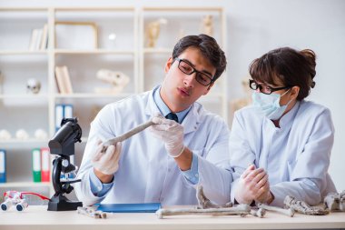 Profesör laboratuvarda insan iskeletini inceliyor.