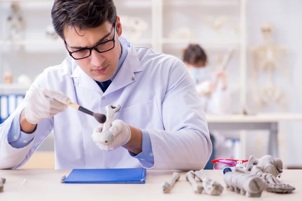 Profesor estudiando esqueleto humano en laboratorio — Foto de Stock