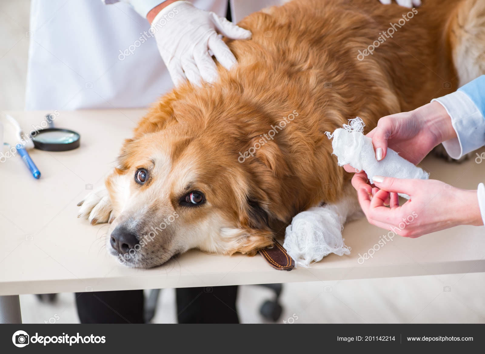 Arzt und Assistentin untersuchen Golden Retriever-Hund in Tierarztpraxis –  Stockfoto © Elnur_ #201142214, image size:1600x1168
