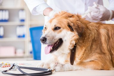 Veteriner kliniğinde Golden Retriever köpeğini muayene eden doktor.
