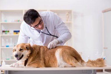 Veteriner kliniğinde Golden Retriever köpeğini muayene eden doktor.