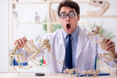 Komik çılgın profesör hayvan iskeletlerini inceliyor.