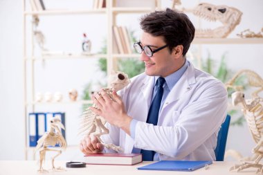 Komik çılgın profesör hayvan iskeletlerini inceliyor.