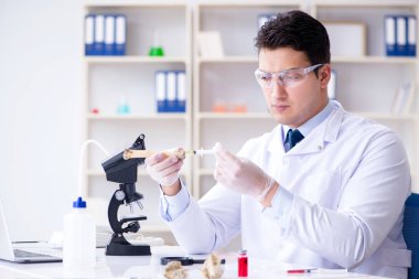 Paleontolojist soyu tükenmiş hayvan kemiklerine bakıyor