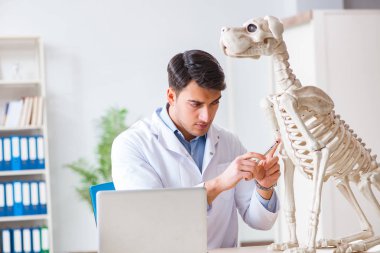 Doktor veteriner köpek iskeleti üzerinde çalışıyor.
