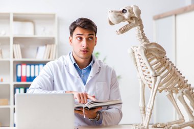 Doktor veteriner köpek iskeleti üzerinde çalışıyor.