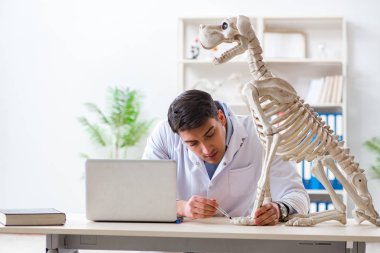 Doktor veteriner köpek iskeleti üzerinde çalışıyor.