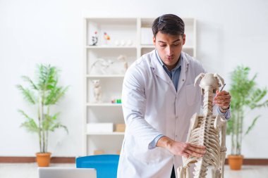 Doktor veteriner köpek iskeleti üzerinde çalışıyor.