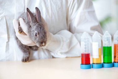 Veteriner doktor kliniğinde tavşanı kontrol ediyor.