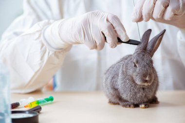 Veteriner doktor kliniğinde tavşanı kontrol ediyor.