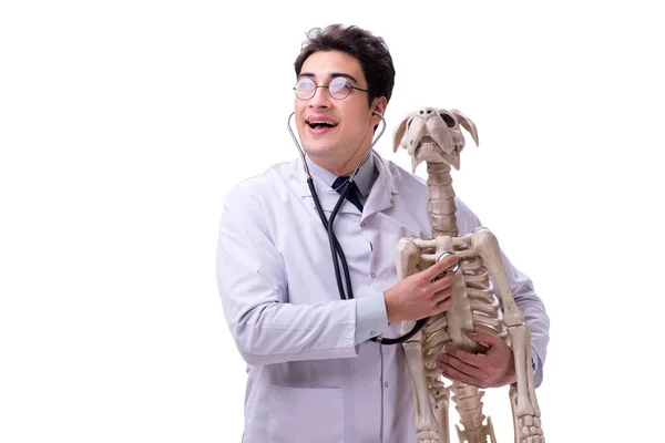 Doctor with dog skeleton isolated on white background — Stock Photo, Image