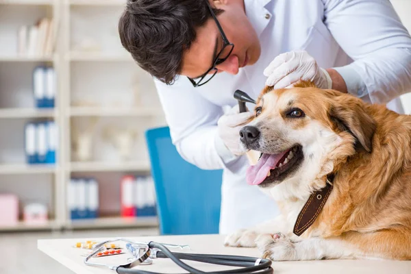 Veteriner kliniğinde Golden Retriever köpeğini muayene eden doktor.