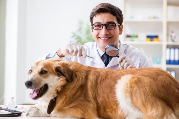 Médico examinando cão golden retriever na clínica veterinária — Fotografia de Stock