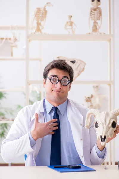 Vicces őrült professzor tanulmányozza állati csontvázak — Stock Fotó