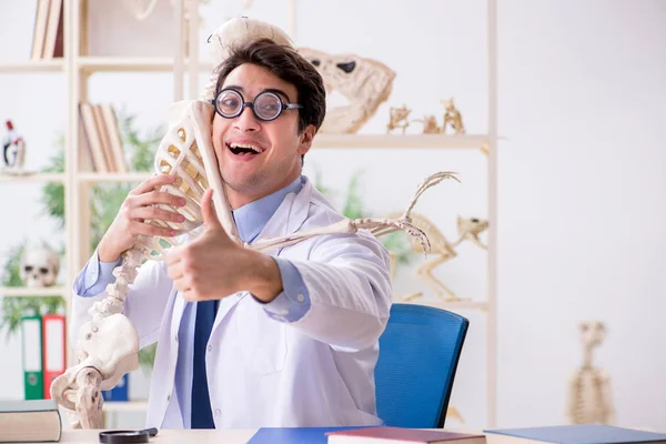 Verrückter Professor untersucht menschliches Skelett — Stockfoto