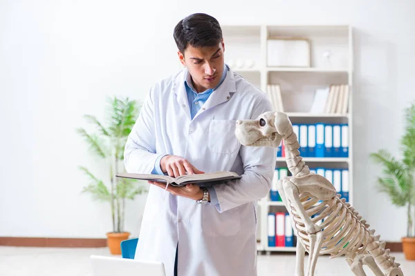 Γιατρός κτηνίατρος εξάσκηση στο σκελετό του σκύλου — Φωτογραφία Αρχείου