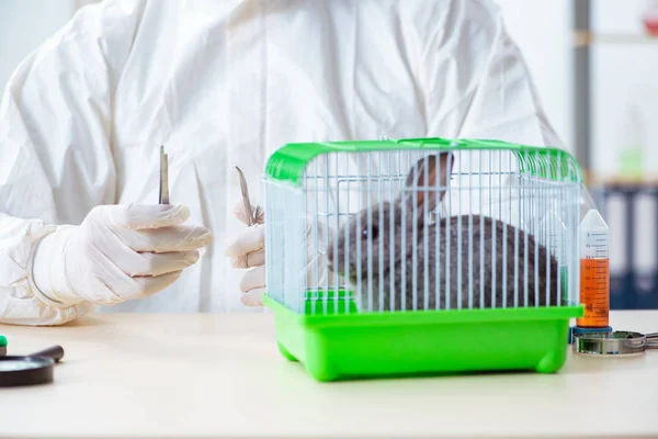 Cientista fazendo testes em animais coelho — Fotografia de Stock