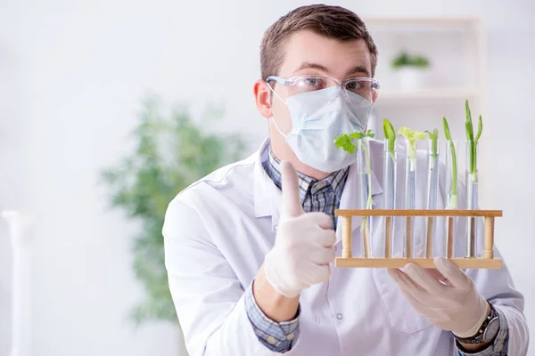 Bioquímico masculino trabajando en el laboratorio de plantas —  Fotos de Stock