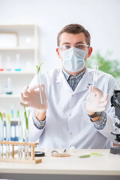 Mannelijke biochemicus werkzaam in het lab op planten — Stockfoto