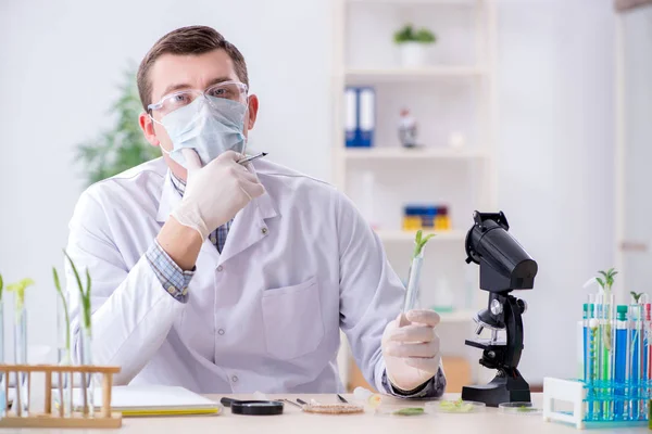 Mannelijke biochemicus werkzaam in het lab op planten — Stockfoto