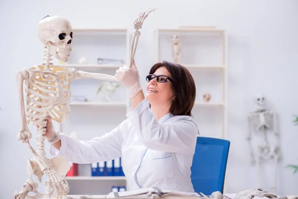 Dokter die in het lab werkt aan skelet — Stockfoto