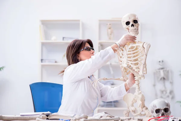 Médecin travaillant dans le laboratoire sur le squelette — Photo