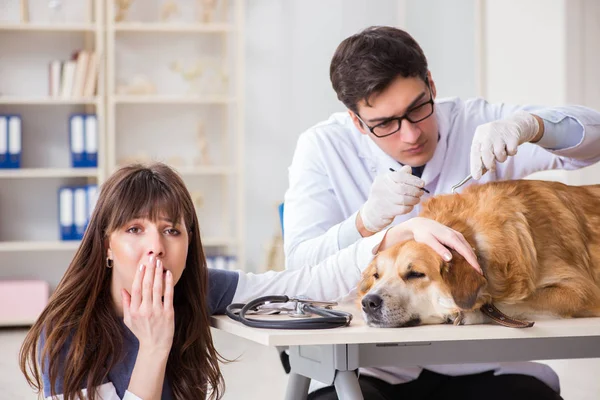 Docteur et assistant de contrôle jusqu'à golden retriever chien en vétérinaire cli — Photo