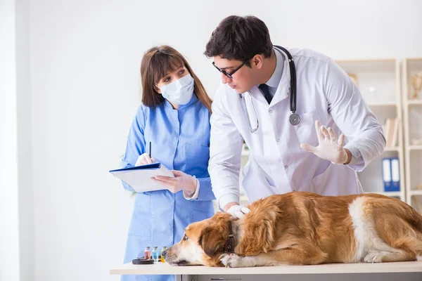 Doktor ve asistan veterinerdeki golden retriever köpeğini kontrol ediyor.