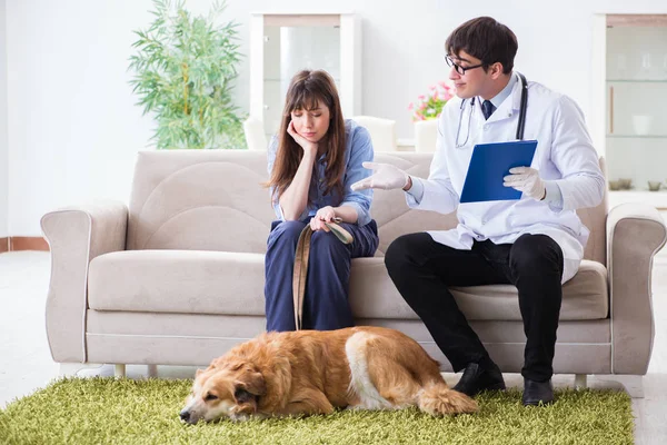 Vet doctor visiting golden retriever dog at home — Stock Photo, Image
